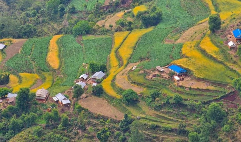 झ्याजेटोलबाट ७० लाख बराबरको तरकारी निकासी